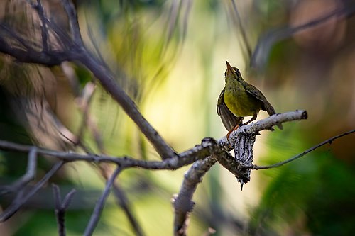 Bilden visar en fågel som ser ut att sjunga