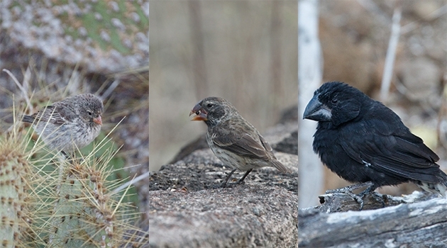 18 species of Darwin’s finches have evolved within the last million years after the ancestral species arrived on Galápagos. Here are three finches of different sizes, photographed on Galápagos. 