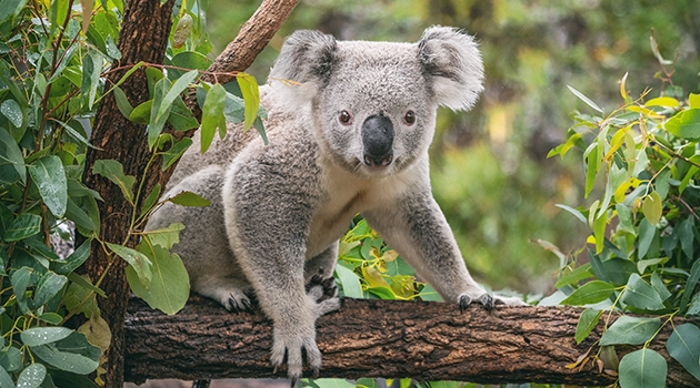 Virus infections have left traces in the koala genome.