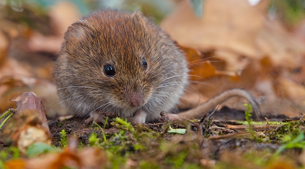 The bank vole (Myodes glareolus) is one of Europe’s most common rodents.