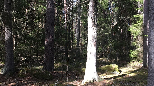 Granen är idag det dominerande trädslaget i svenska skogar.