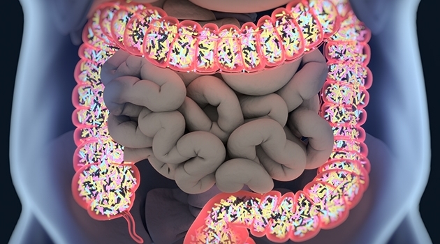 The gut microbiota is important to our health. The new study was conducted on mice.