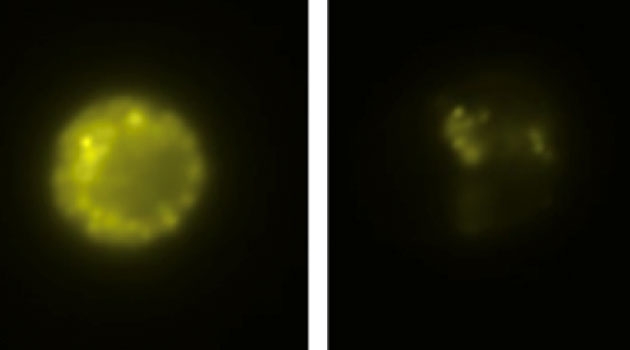 På bilden ses en förstadiecell till mastcell före och efter immunologisk stimulering. Före stimuleringen färgas cellen med ett fluorescerande ämne som sedan frisätts till omgivningen.