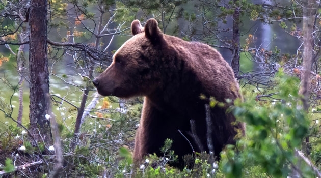 Dental calculus from Swedish brown bears help researchers study antibiotic resistance over time. 