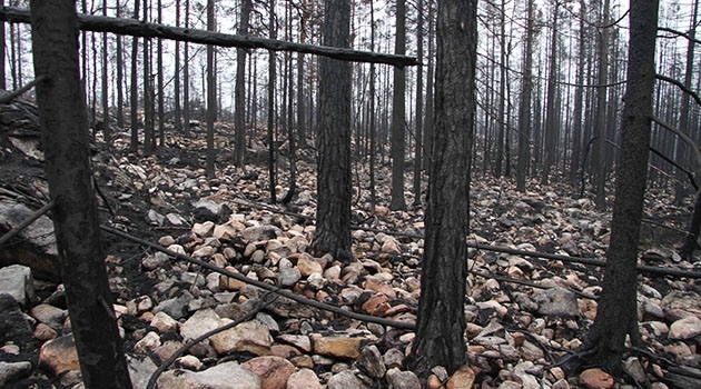 Hälleskogsbrännan, Västmanland, Sweden, three months after the fire in 2014. Almost all organic soil in the area was lost, which released large amounts of carbon and nitrogen.