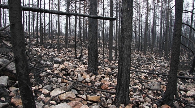 Med branden i Hälleskogsbrännan försvann nästan all organisk jord vilket gav stora kolutsläpp till atmosfären. Så här kunde det se ut 3 månader efter branden.