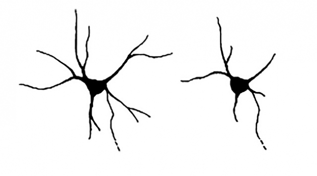 Bilden visar en normalt utvecklad nervcell (till vänster) och en som saknar neurochondrin. 
