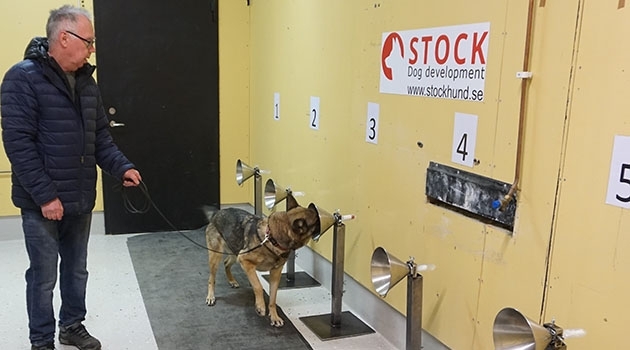 The training of several different dog breeds is expected to take up to three months and will be led by Hundhjälpen in Uppland, a dog day care centre, and Stock Hundutveckling.