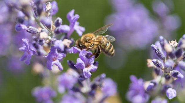 Pollinerande arter har extremt stor betydelse för alla växter. Inom projektet ska den genetiska variationen hos vilda bin kartläggas.