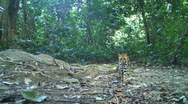 Leopardkatten har främst observerats i tropiska och subtropiska skogsområden. 