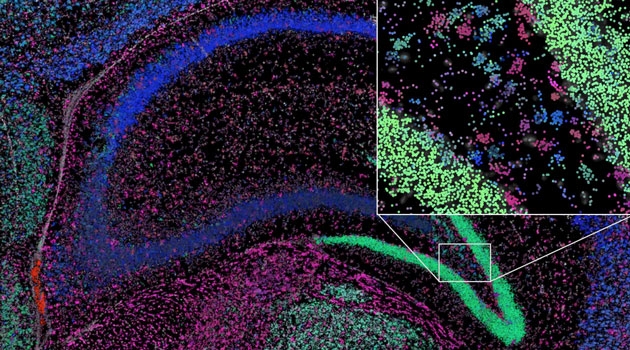 Budbärar-RNA i en liten del av hippocampus från en mushjärna. Färgerna representerar olika ”sociala nätverk”.