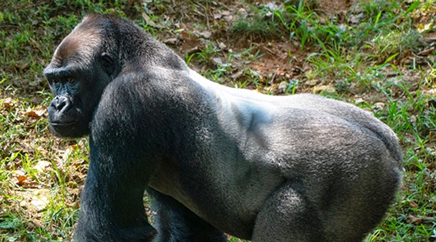 Ett stort antal däggdjur har identifierats som potentiellt kan infekteras av SARS-CoV-2, Bland högriskarterna fanns många utrotningshotade arter, såsom flera apor.