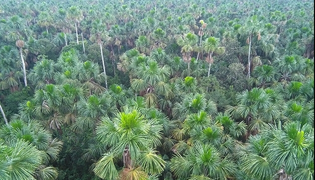 Mauritia felxuosa-palmer i närheten av Iquitos i Peru.