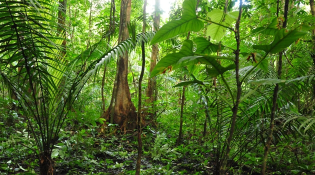 Palmer i Amazonas, från en 20-årigt arbete med kartläggning av palmer och växtplatser.