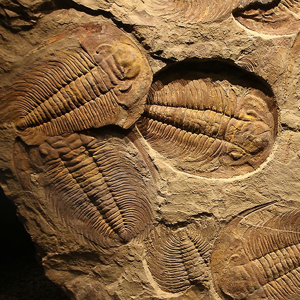 Fossil av trilobiter.
