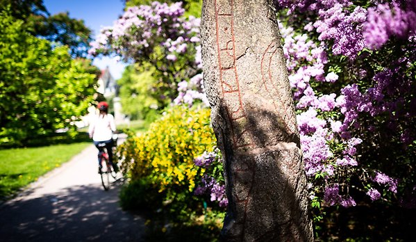 A person cycles past a rune stone in the University Park. Behind the runestone, the lilacs are in full bloom.